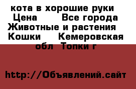 кота в хорошие руки › Цена ­ 0 - Все города Животные и растения » Кошки   . Кемеровская обл.,Топки г.